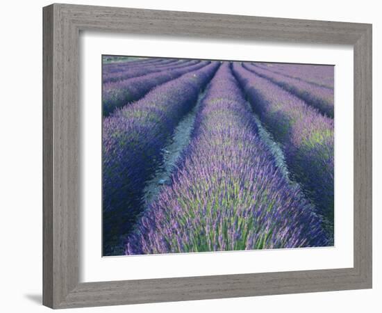 Fields of Lavander Flowers Ready for Harvest, Sault, Provence, France, June 2004-Inaki Relanzon-Framed Photographic Print