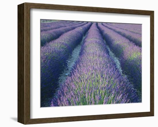 Fields of Lavander Flowers Ready for Harvest, Sault, Provence, France, June 2004-Inaki Relanzon-Framed Photographic Print