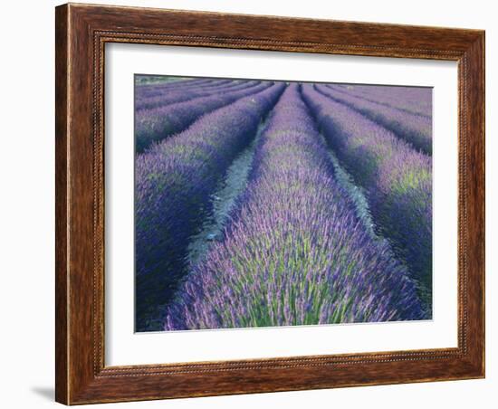 Fields of Lavander Flowers Ready for Harvest, Sault, Provence, France, June 2004-Inaki Relanzon-Framed Photographic Print