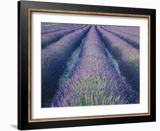 Fields of Lavander Flowers Ready for Harvest, Sault, Provence, France, June 2004-Inaki Relanzon-Framed Photographic Print