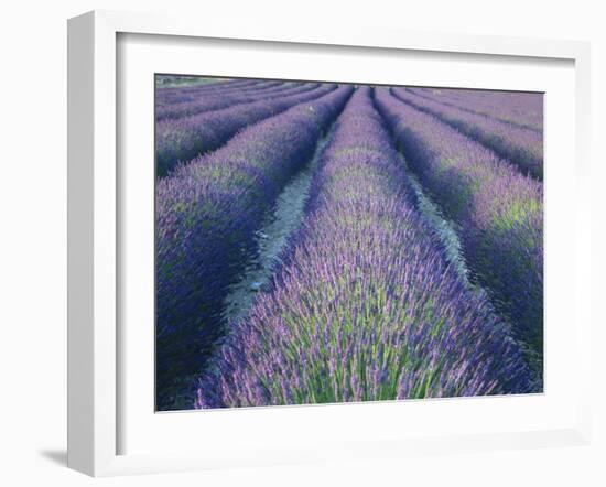 Fields of Lavander Flowers Ready for Harvest, Sault, Provence, France, June 2004-Inaki Relanzon-Framed Photographic Print