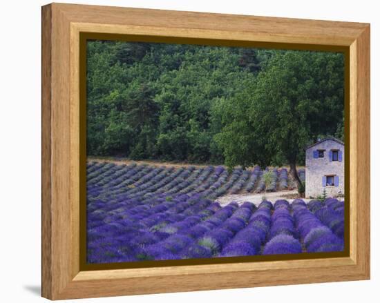 Fields of Lavender by Rustic Farmhouse-Owen Franken-Framed Premier Image Canvas