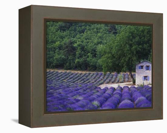 Fields of Lavender by Rustic Farmhouse-Owen Franken-Framed Premier Image Canvas