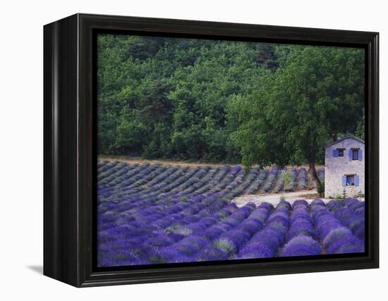 Fields of Lavender by Rustic Farmhouse-Owen Franken-Framed Premier Image Canvas