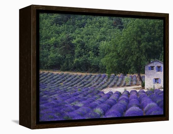 Fields of Lavender by Rustic Farmhouse-Owen Franken-Framed Premier Image Canvas