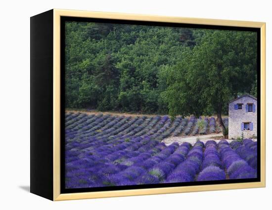 Fields of Lavender by Rustic Farmhouse-Owen Franken-Framed Premier Image Canvas