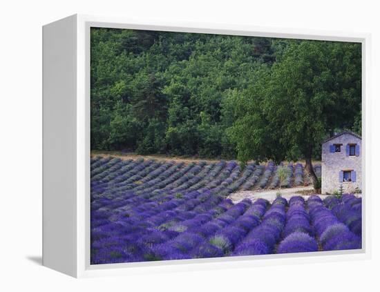 Fields of Lavender by Rustic Farmhouse-Owen Franken-Framed Premier Image Canvas