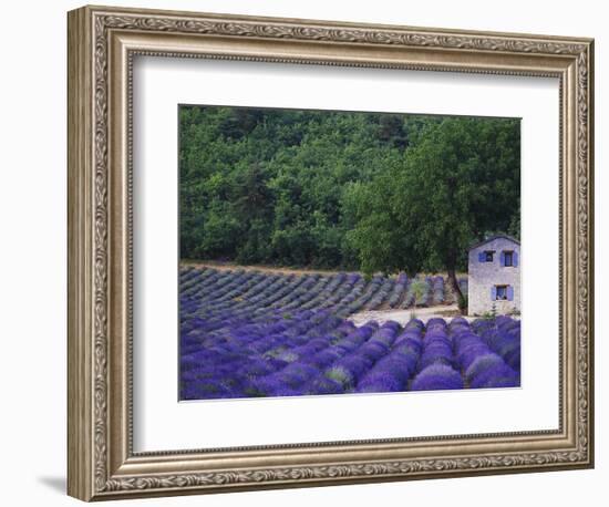 Fields of Lavender by Rustic Farmhouse-Owen Franken-Framed Photographic Print