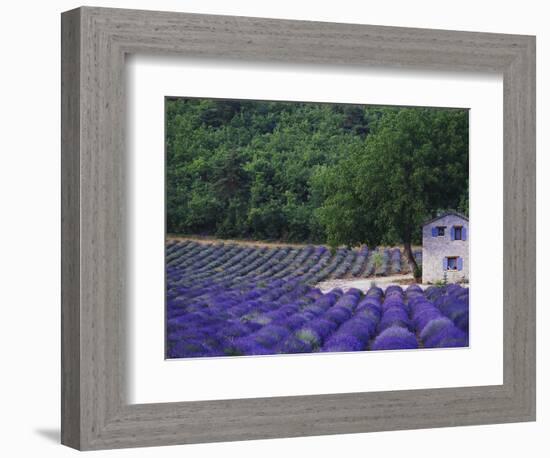 Fields of Lavender by Rustic Farmhouse-Owen Franken-Framed Photographic Print