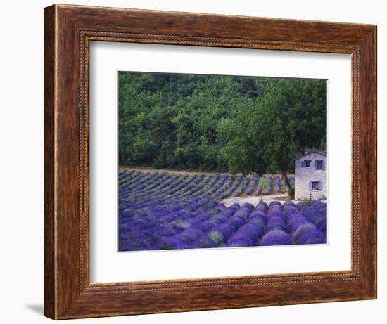 Fields of Lavender by Rustic Farmhouse-Owen Franken-Framed Photographic Print