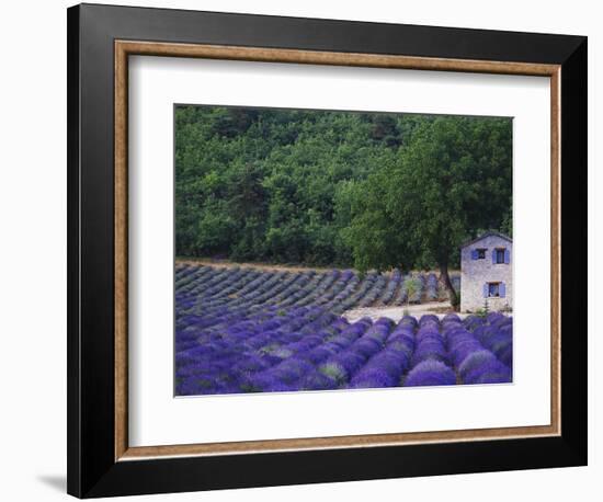 Fields of Lavender by Rustic Farmhouse-Owen Franken-Framed Photographic Print