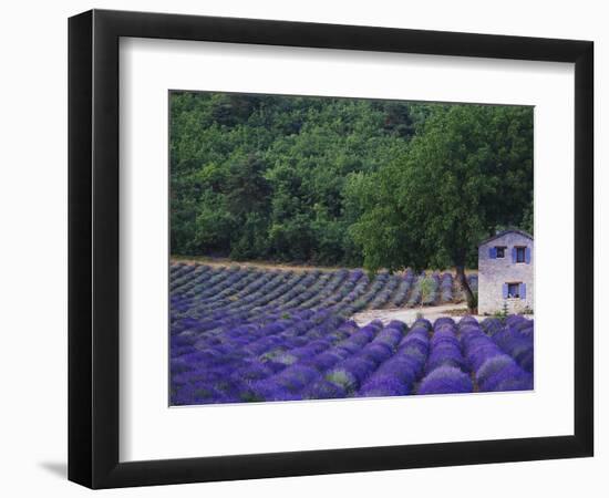 Fields of Lavender by Rustic Farmhouse-Owen Franken-Framed Photographic Print