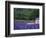 Fields of Lavender by Rustic Farmhouse-Owen Franken-Framed Photographic Print