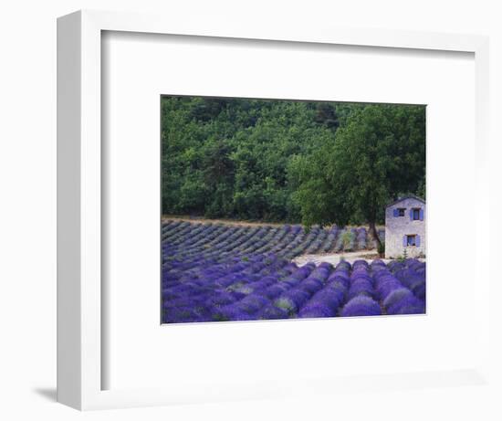 Fields of Lavender by Rustic Farmhouse-Owen Franken-Framed Photographic Print