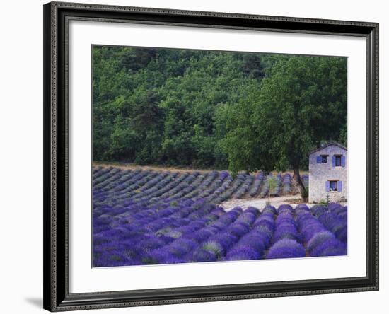 Fields of Lavender by Rustic Farmhouse-Owen Franken-Framed Photographic Print