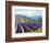 Fields of Lavender-Michael Swanson-Framed Art Print