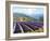 Fields of Lavender-Michael Swanson-Framed Art Print