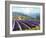 Fields of Lavender-Michael Swanson-Framed Art Print