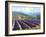 Fields of Lavender-Michael Swanson-Framed Art Print