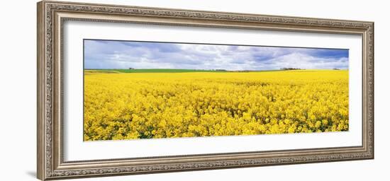 Fields of Oil Seed Rape, Near Seahouses, Northumberland, England, United Kingdom, Europe-Lee Frost-Framed Photographic Print