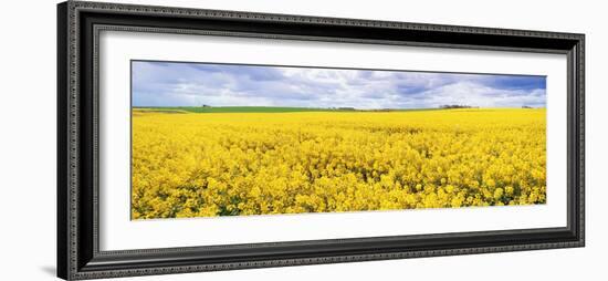 Fields of Oil Seed Rape, Near Seahouses, Northumberland, England, United Kingdom, Europe-Lee Frost-Framed Photographic Print