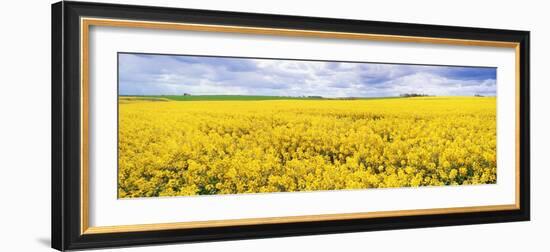 Fields of Oil Seed Rape, Near Seahouses, Northumberland, England, United Kingdom, Europe-Lee Frost-Framed Photographic Print