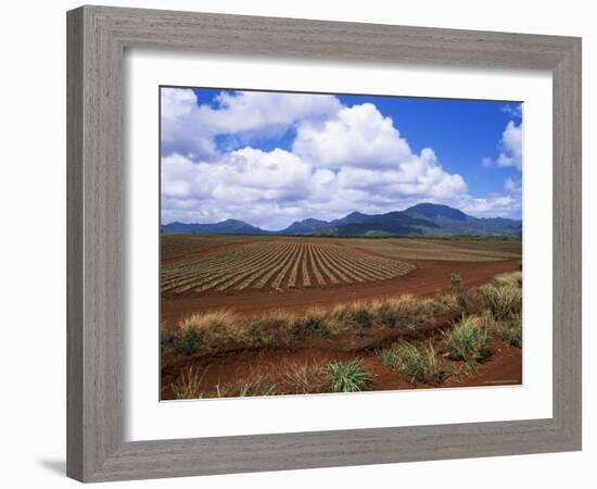 Fields of Pineapples Owned by Delmonte, Oahu, Hawaiian Islands, USA-D H Webster-Framed Photographic Print