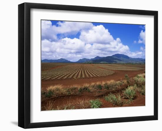 Fields of Pineapples Owned by Delmonte, Oahu, Hawaiian Islands, USA-D H Webster-Framed Photographic Print