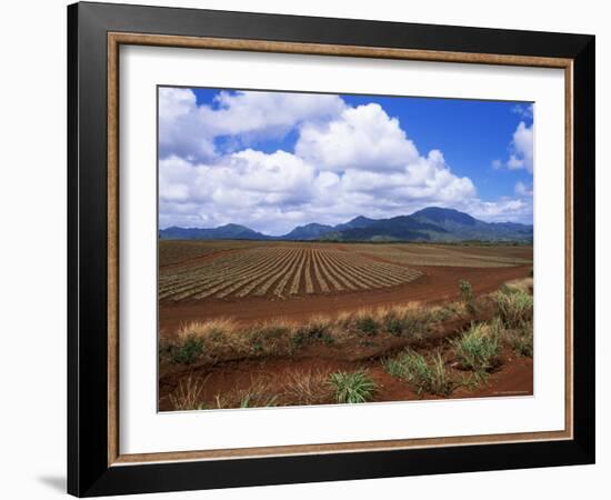 Fields of Pineapples Owned by Delmonte, Oahu, Hawaiian Islands, USA-D H Webster-Framed Photographic Print