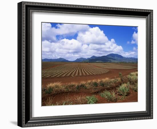 Fields of Pineapples Owned by Delmonte, Oahu, Hawaiian Islands, USA-D H Webster-Framed Photographic Print