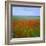 Fields of Poppies, Valley of the Somme, Nord-Picardy (Somme), France-David Hughes-Framed Photographic Print