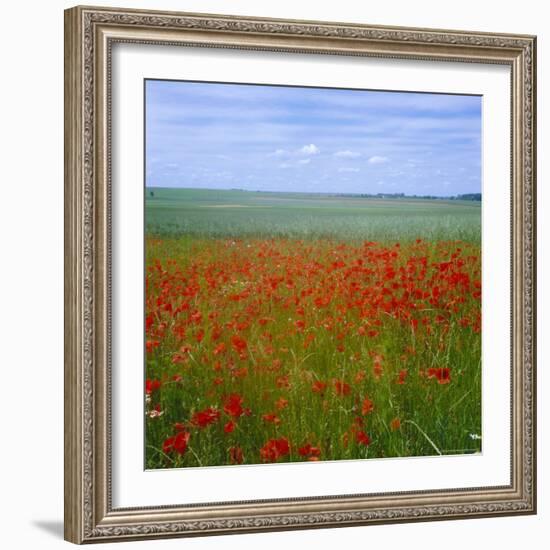 Fields of Poppies, Valley of the Somme, Nord-Picardy (Somme), France-David Hughes-Framed Photographic Print