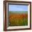 Fields of Poppies, Valley of the Somme, Nord-Picardy (Somme), France-David Hughes-Framed Photographic Print