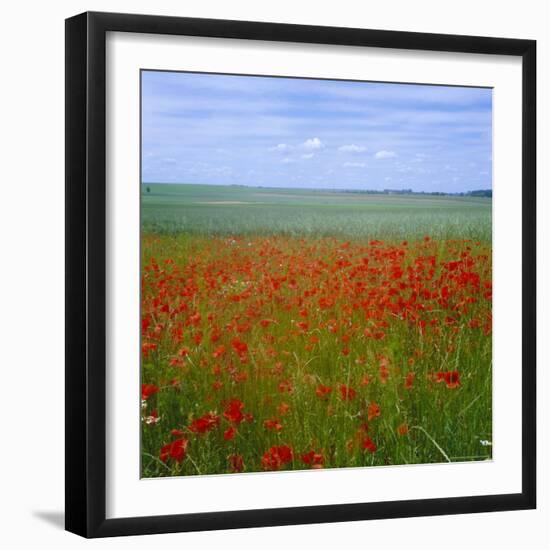 Fields of Poppies, Valley of the Somme, Nord-Picardy (Somme), France-David Hughes-Framed Photographic Print