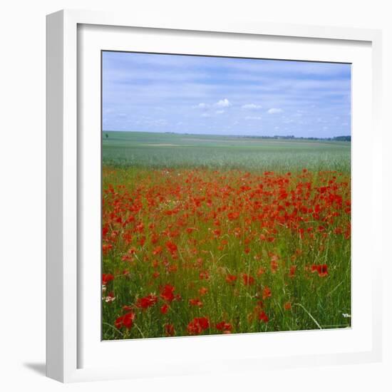 Fields of Poppies, Valley of the Somme, Nord-Picardy (Somme), France-David Hughes-Framed Photographic Print