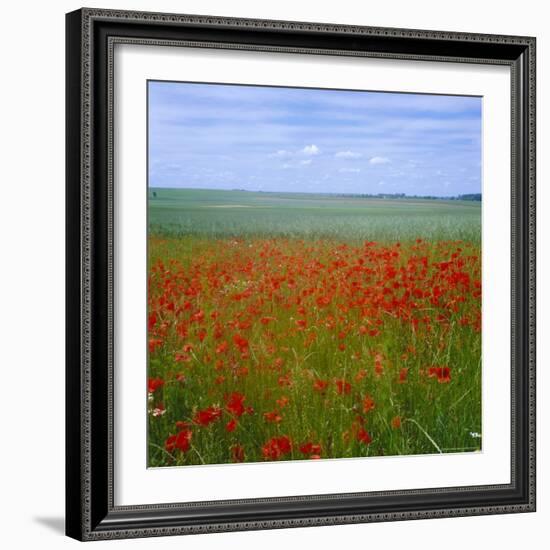 Fields of Poppies, Valley of the Somme, Nord-Picardy (Somme), France-David Hughes-Framed Photographic Print