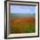 Fields of Poppies, Valley of the Somme, Nord-Picardy (Somme), France-David Hughes-Framed Photographic Print