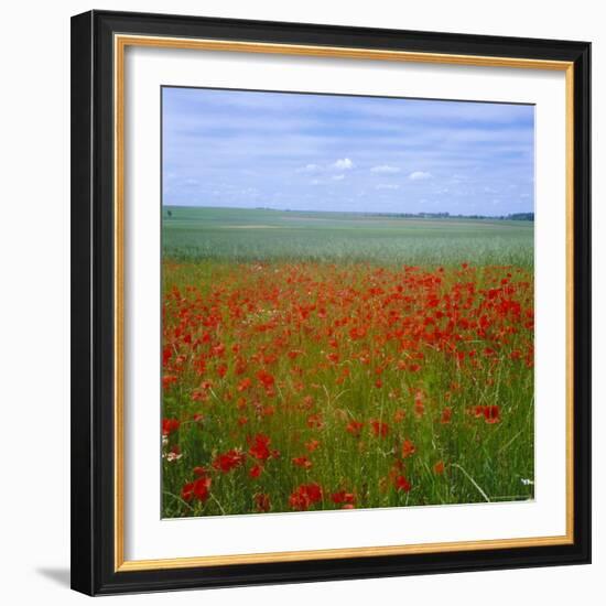 Fields of Poppies, Valley of the Somme, Nord-Picardy (Somme), France-David Hughes-Framed Photographic Print