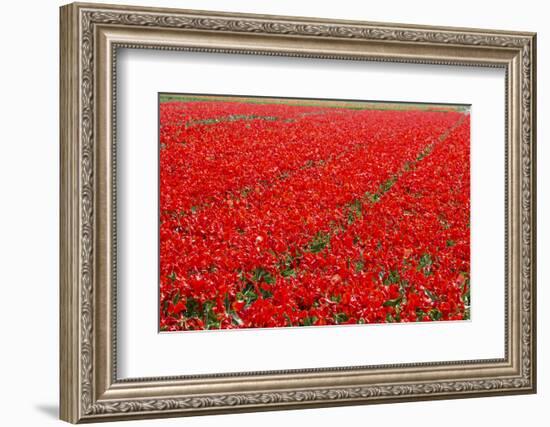 Fields of Red Tulips Colour the Landscape in Spring, Netherlands-Roberto Moiola-Framed Photographic Print