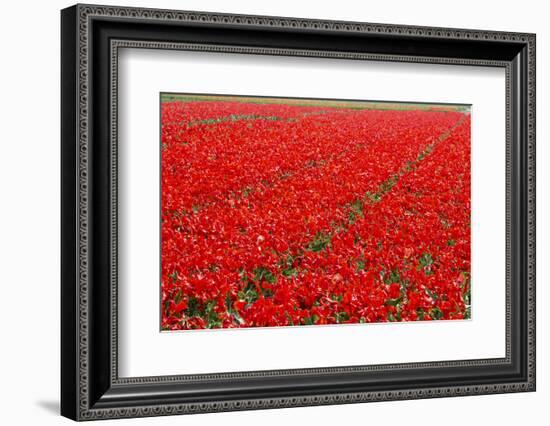 Fields of Red Tulips Colour the Landscape in Spring, Netherlands-Roberto Moiola-Framed Photographic Print