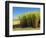 Fields of Sugarcane near Hervey Bay, Queensland, Australia-David Wall-Framed Photographic Print