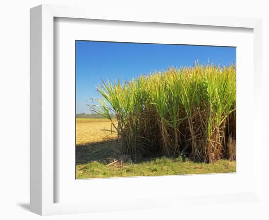 Fields of Sugarcane near Hervey Bay, Queensland, Australia-David Wall-Framed Photographic Print