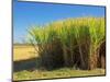 Fields of Sugarcane near Hervey Bay, Queensland, Australia-David Wall-Mounted Photographic Print