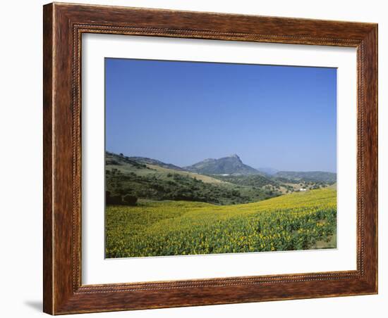 Fields of Sunflowers, Near Ronda, Andalucia (Andalusia), Spain, Europe-Ruth Tomlinson-Framed Photographic Print