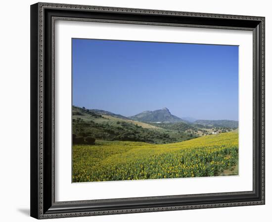 Fields of Sunflowers, Near Ronda, Andalucia (Andalusia), Spain, Europe-Ruth Tomlinson-Framed Photographic Print