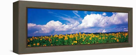 Fields of Sunflowers Rudesheim Vicinity Germany-null-Framed Stretched Canvas