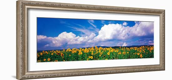 Fields of Sunflowers Rudesheim Vicinity Germany--Framed Photographic Print