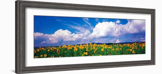Fields of Sunflowers Rudesheim Vicinity Germany-null-Framed Photographic Print