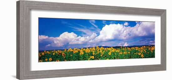 Fields of Sunflowers Rudesheim Vicinity Germany-null-Framed Photographic Print