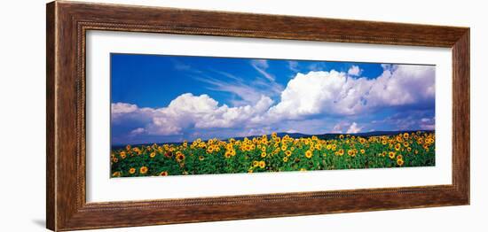 Fields of Sunflowers Rudesheim Vicinity Germany--Framed Photographic Print